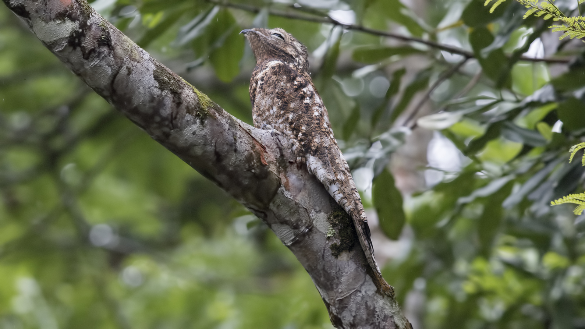 Great Potoo